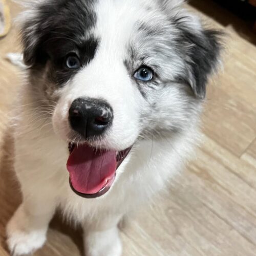 Lola-Female Border Collie Puppy