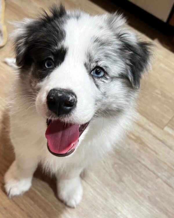 Lola-Female Border Collie Puppy
