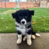 Dp 2 Helen - Female Border collie Puppy