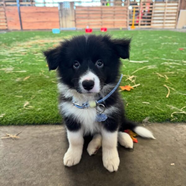 Dp 2 Helen - Female Border collie Puppy