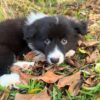 Dp 3 Helen - Female Border collie Puppy