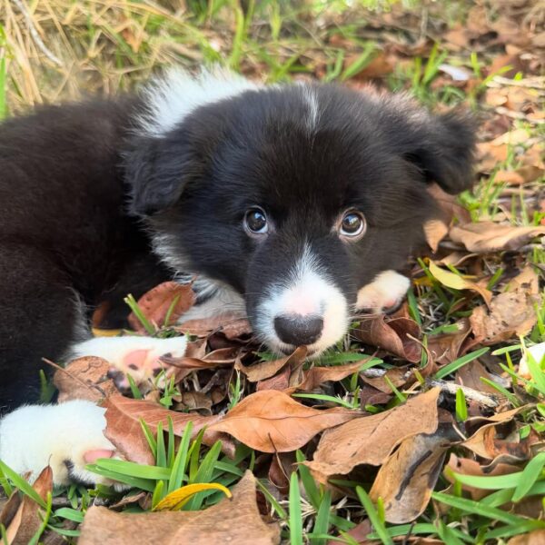 Dp 3 Helen - Female Border collie Puppy