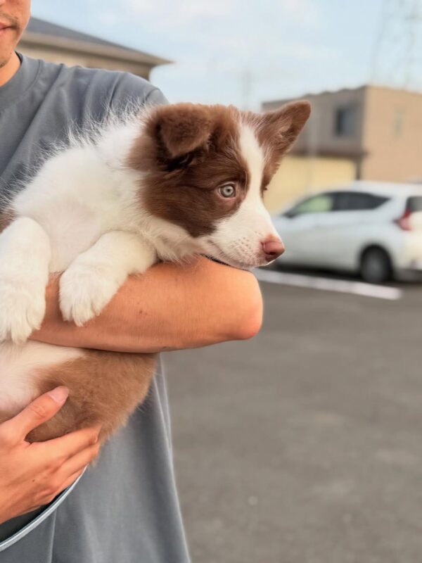 Dp1 Nas : Male Border collie Puppy