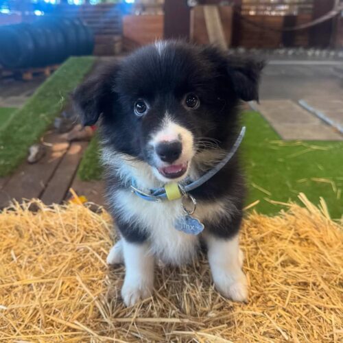 Helen - Female Border collie Puppy