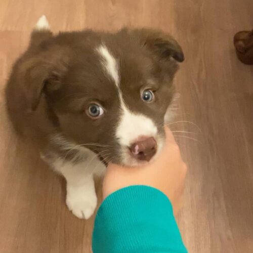 Sassy : Female Border Collie Puppy