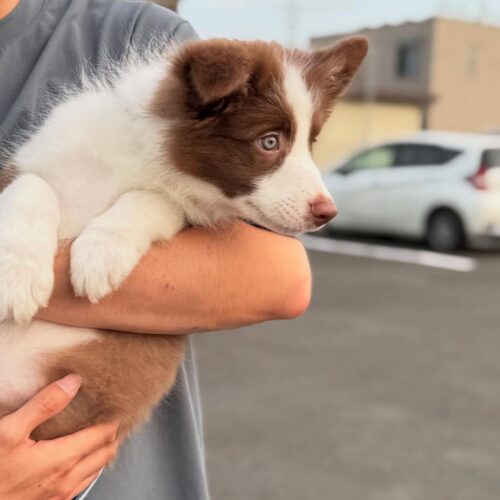 Nas : Male Border collie Puppy