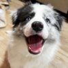 Lola-Female Border Collie Puppy