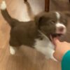 Dp2 Sassy : Female Border Collie Puppy