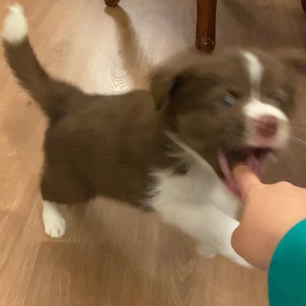 Dp2 Sassy : Female Border Collie Puppy