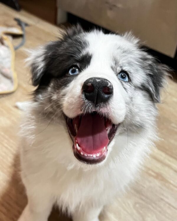 Lola-Female Border Collie Puppy