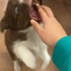 Dp3 Sassy : Female Border Collie Puppy