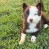 On Hold 1 Jim : Male Border collie Puppy
