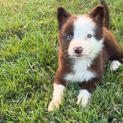 Jim : Male Border collie Puppy