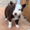 On Hold 2 Jim : Male Border collie Puppy