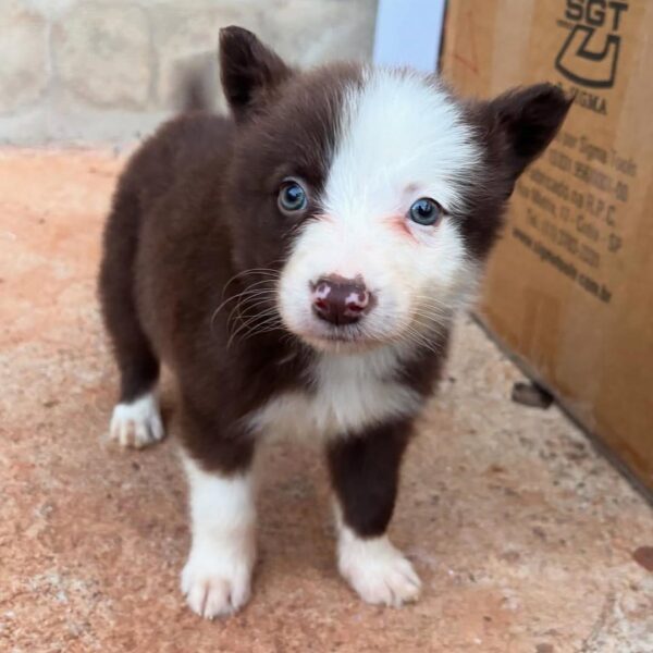 On Hold 2 Jim : Male Border collie Puppy