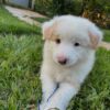 Sold 1 Border Collie Puppies for sale