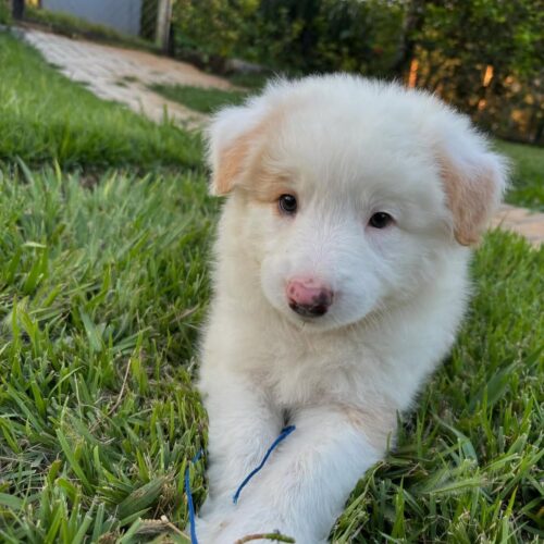 Border Collie Puppies for sale