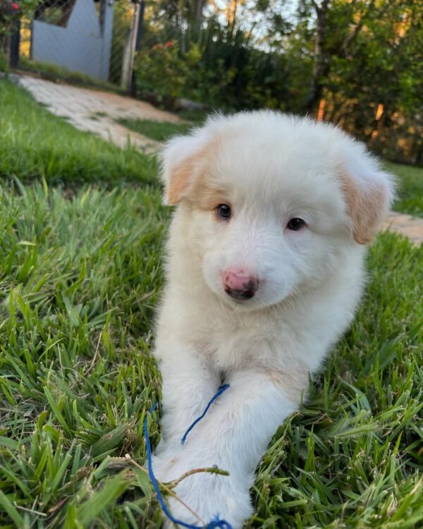 Sold 1 Border Collie Puppies for sale