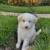Sold 2 Thelma : Female Border Collie Puppy