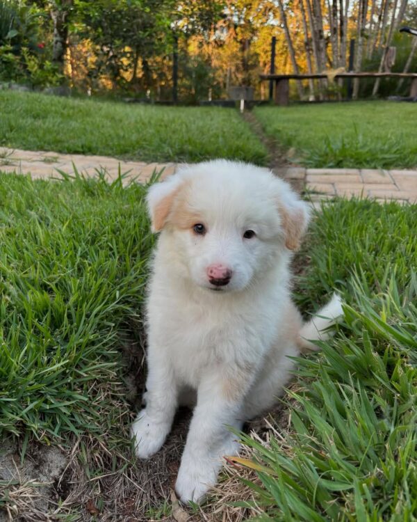 Sold 2 Thelma : Female Border Collie Puppy