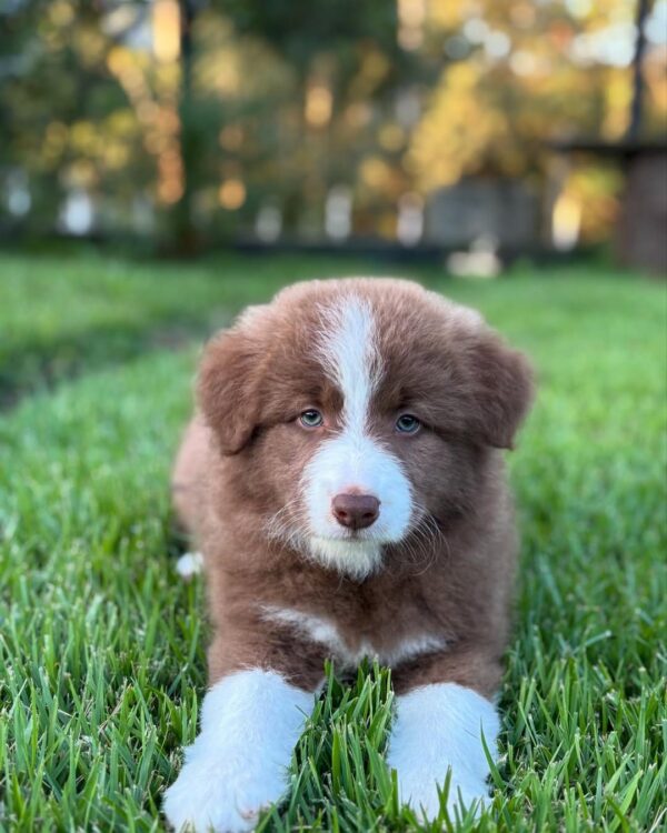 Sold 4 Charlie-Male Border Collie Puppy