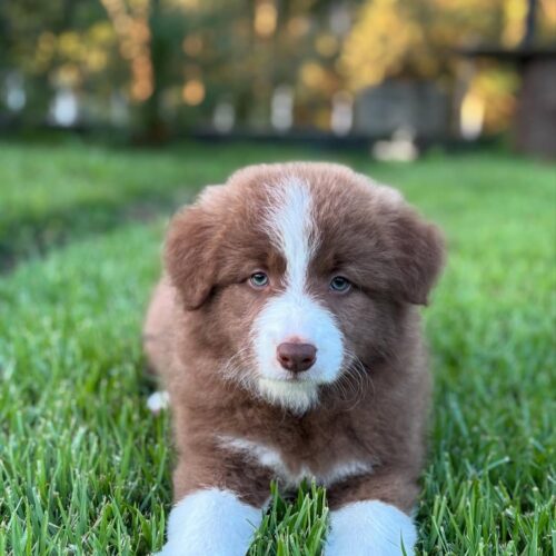 Bordercollie puppies for sale