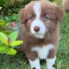 Sold 6 Charlie-Male Border Collie Puppy