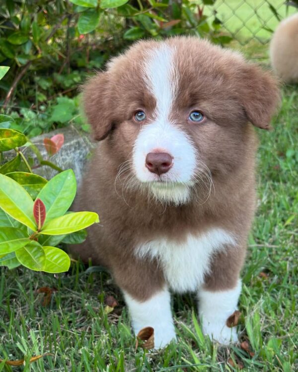 Sold 6 Charlie-Male Border Collie Puppy
