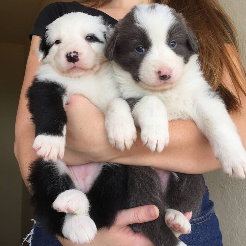 Border collie puppies for sale