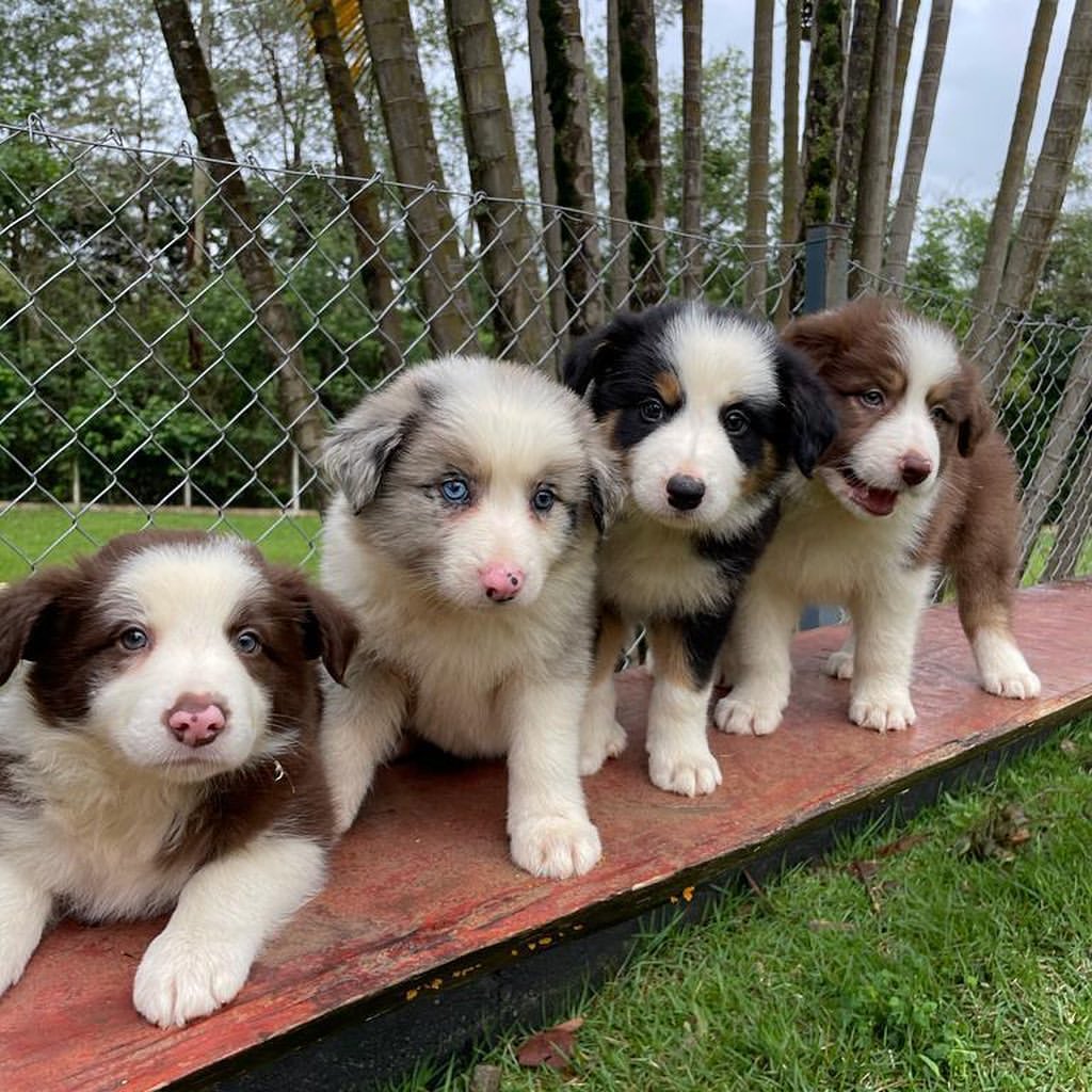 border collie puppies for sale
