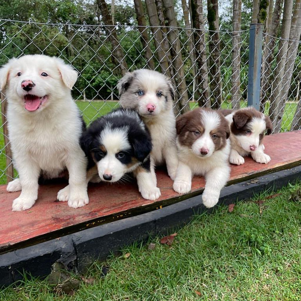 Border Collie Puppies for Sale