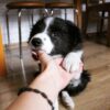 dp 1 Nick : Male Border Collie Puppy