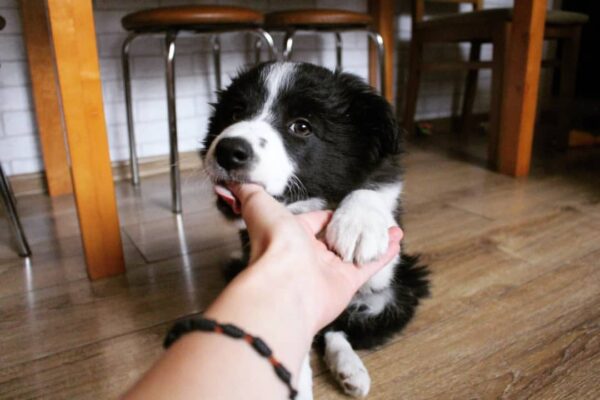 dp 1 Nick : Male Border Collie Puppy