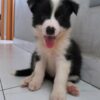 dp 2 Black - Male Border collie puppy