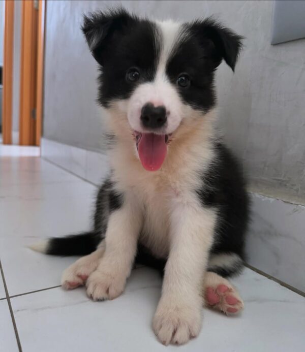 dp 2 Black - Male Border collie puppy