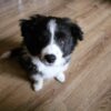 dp 2 Nick : Male Border Collie Puppy