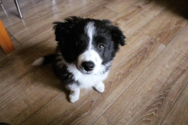 dp 2 Nick : Male Border Collie Puppy