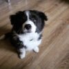 dp 3 Nick : Male Border Collie Puppy