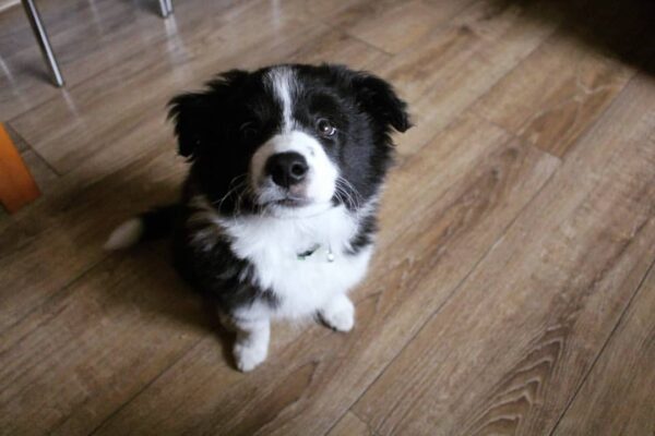 dp 3 Nick : Male Border Collie Puppy