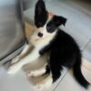 dp1 Black - Male Border collie puppy