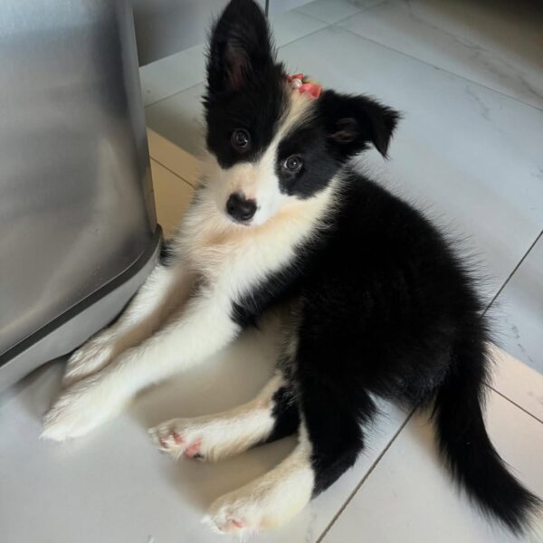 dp1 Black - Male Border collie puppy