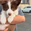 dp2 Nas : Male Border collie Puppy