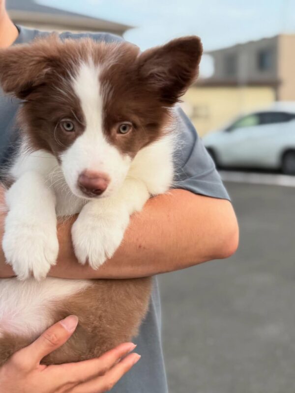 dp2 Nas : Male Border collie Puppy