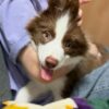 dp3 Nas : Male Border collie Puppy