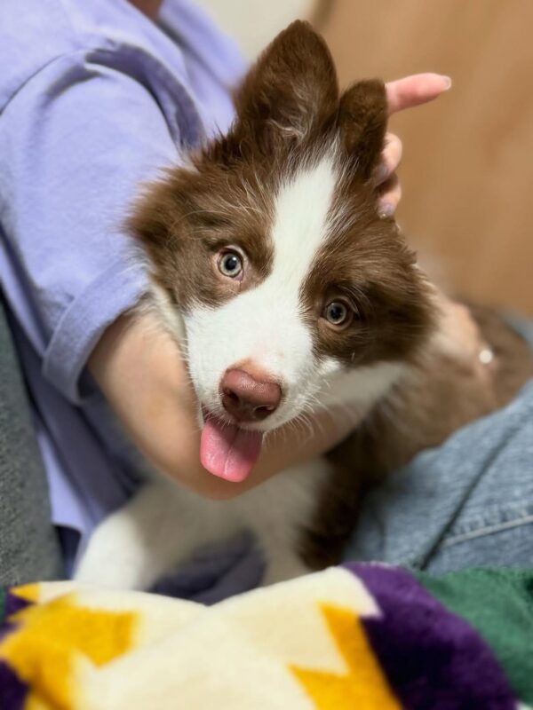 dp3 Nas : Male Border collie Puppy