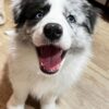 Lola-Female Border Collie Puppy