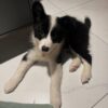 dp3 Black - Male Border collie puppy