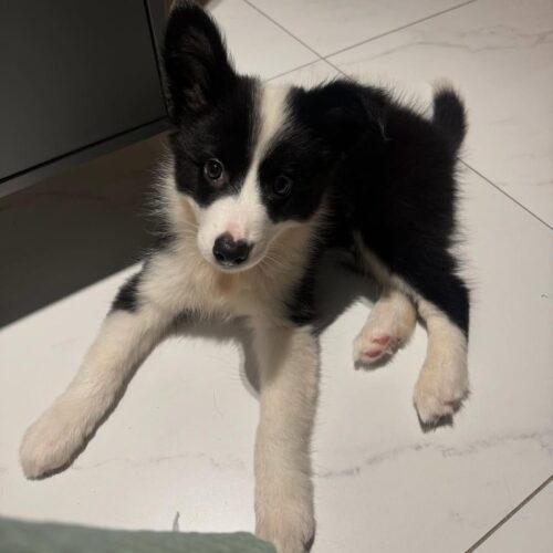 Black - Male Border collie puppy