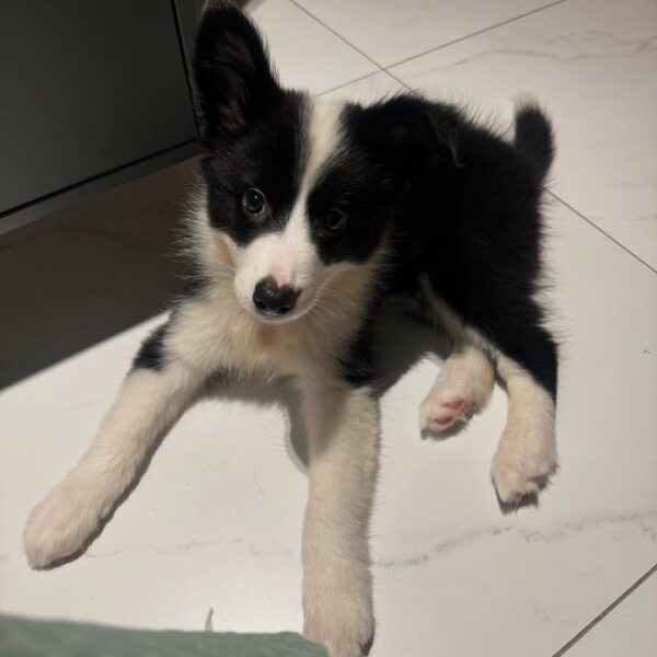 dp3 Black - Male Border collie puppy