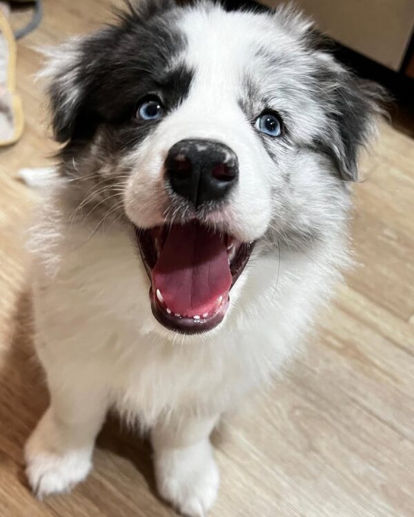 Lola-Female Border Collie Puppy